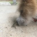 Atti and a Lizard (996881)