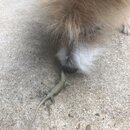 Atti and a Lizard (996459)