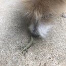 Atti and a Lizard (994047)