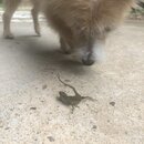 Atti and a Lizard (995693)