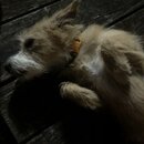 Atticus Finch! (995536)