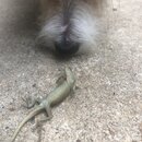 Atti and a Lizard (996488)