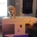 Alienware Monitor Setup (997162)