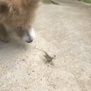 Atti and a Lizard (997504)