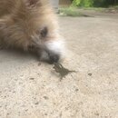 Atti and a Lizard (994935)