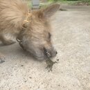 Atti and a Lizard (997387)