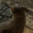 Atticus Finch! (993943)