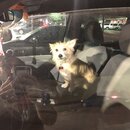 Atticus Finch! (997087)