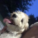 Atti and Luna (995123)