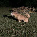 Atticus Finch! (994008)