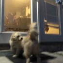 Atti and Luna (994881)