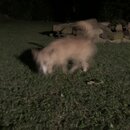 Atticus Finch! (997499)