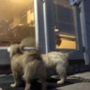 Atti and Luna (993303)