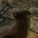 Atticus Finch! (997117)