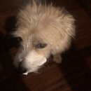 Atticus Finch! (996328)