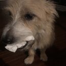 Atticus Finch! (994814)