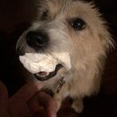 Atticus Finch! (994217)