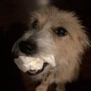 Atticus Finch! (996281)