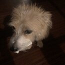 Atticus Finch! (996253)