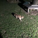 Atticus Finch! (995525)