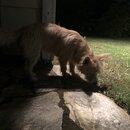 Atticus Finch! (993428)