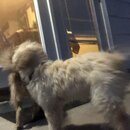 Atti and Luna (993573)