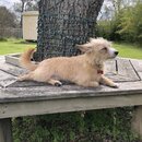 Wan Shan Comes Back to Austin (996465)