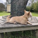 Wan Shan Comes Back to Austin (994708)