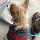 Wan Shan Comes Back to Austin (996362)