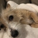 Wan Shan Comes Back to Austin (996549)