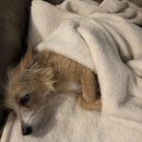 Wan Shan Comes Back to Austin (995171)