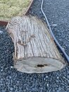 Turning Cedar Logs into Boards (1008714)