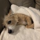 Wan Shan Comes Back to Austin (994764)