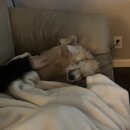 Wan Shan Comes Back to Austin (993503)