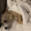 Wan Shan Comes Back to Austin (995792)