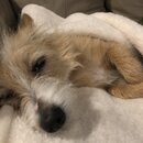 Wan Shan Comes Back to Austin (996397)