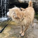 Wan Shan Comes Back to Austin (993802)