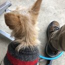 Wan Shan Comes Back to Austin (994908)