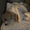 Wan Shan Comes Back to Austin (993965)