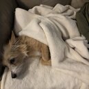 Wan Shan Comes Back to Austin (993437)