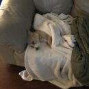 Wan Shan Comes Back to Austin (993942)