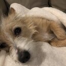 Wan Shan Comes Back to Austin (996699)