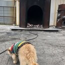 Wan Shan Comes Back to Austin (994220)