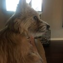 Wan Shan Comes Back to Austin (997609)