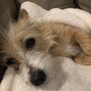 Wan Shan Comes Back to Austin (995227)