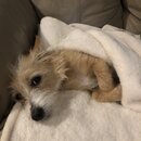 Wan Shan Comes Back to Austin (996027)