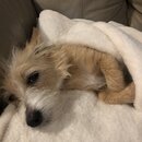 Wan Shan Comes Back to Austin (993444)