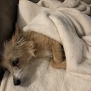 Wan Shan Comes Back to Austin (993888)