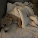 Wan Shan Comes Back to Austin (996886)