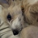 Atticus Finch! (993919)